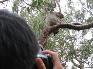 Koala